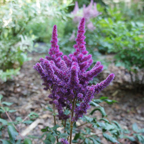 Astilbe Little Visions in Purple® - Astilbe chinensis Little Vision in Purple ® - Willemse