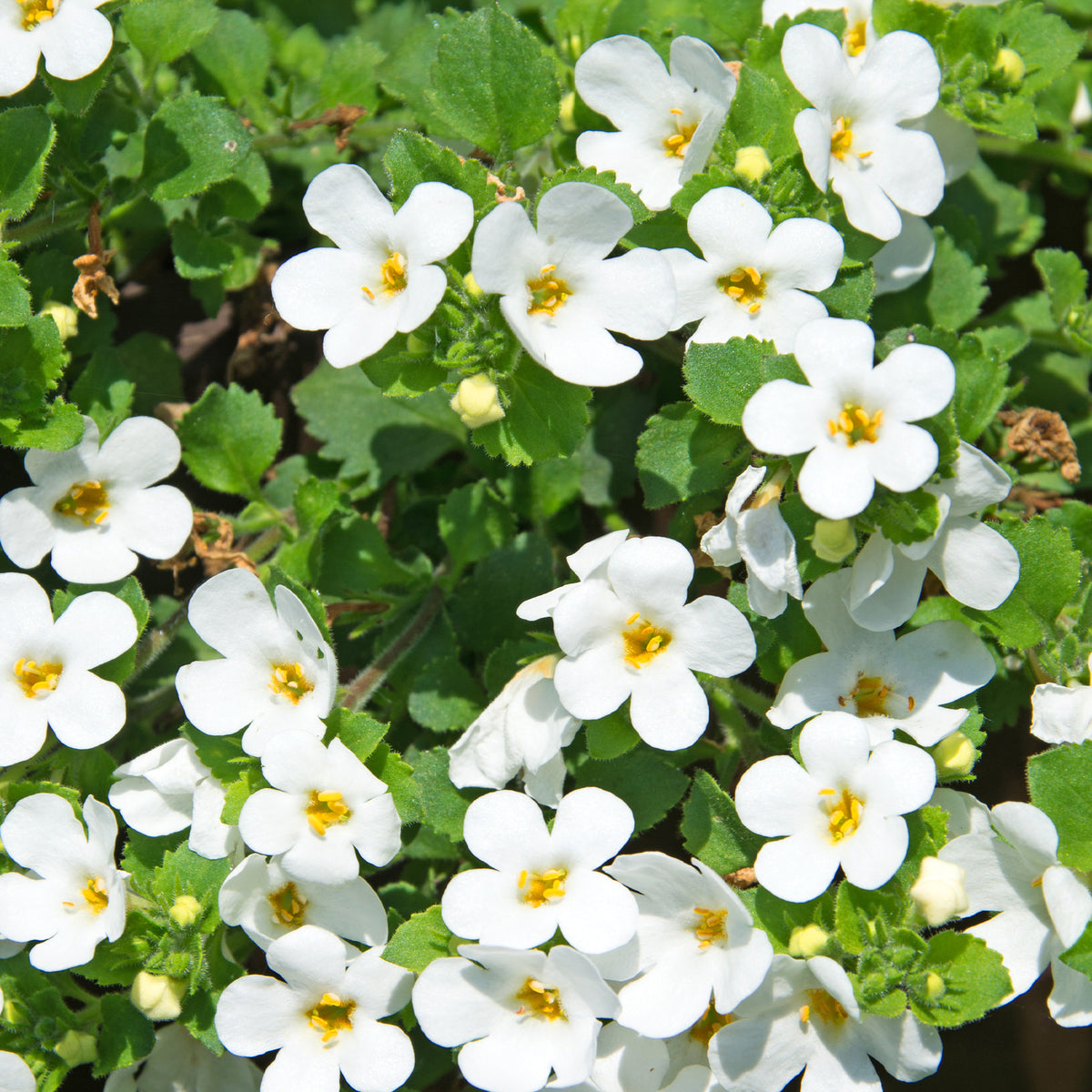 Bacopa blanc - Willemse