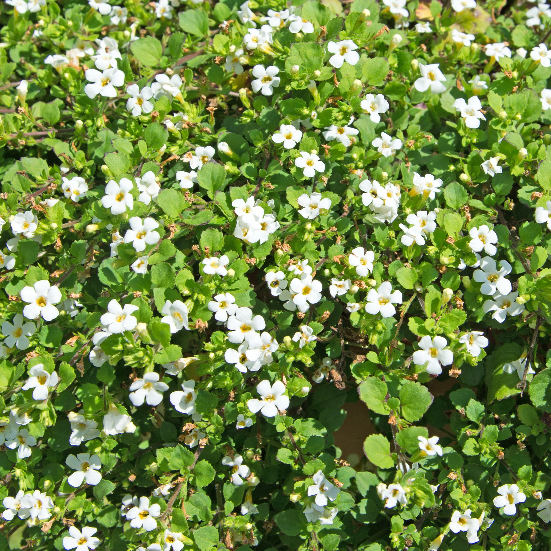 Bacopa white - Bacopa blanc - Balcon et terrasse