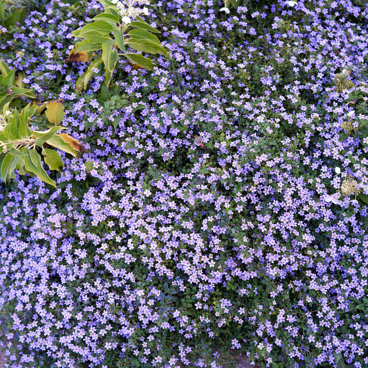 Bacopa bleu - Bacopa blue - Willemse