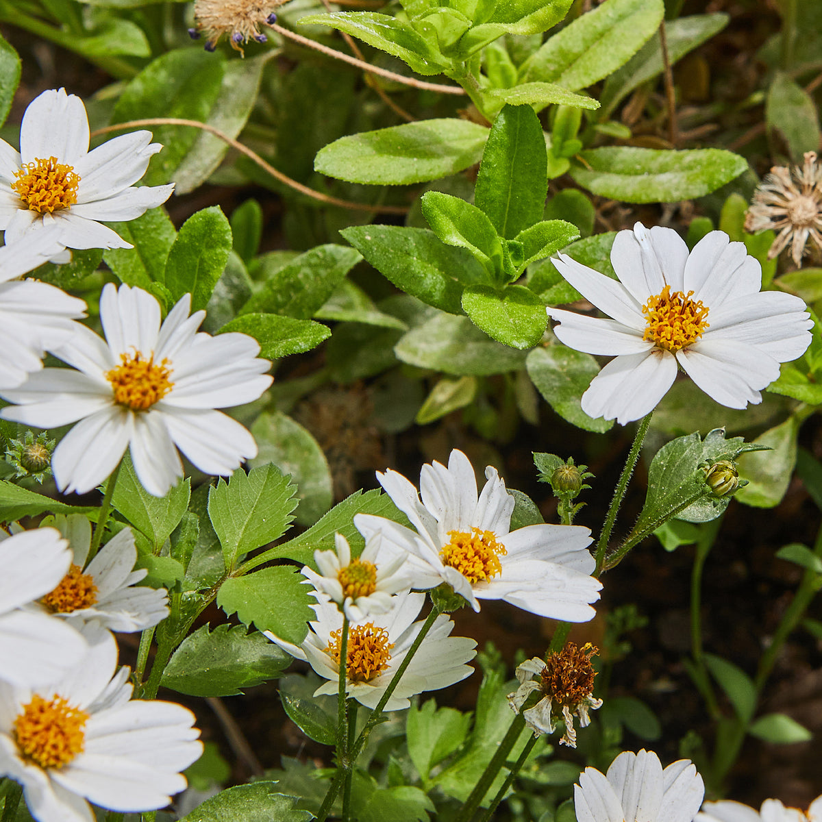 Bidens White Delight - Bidens ferulifolia White Delight - Willemse