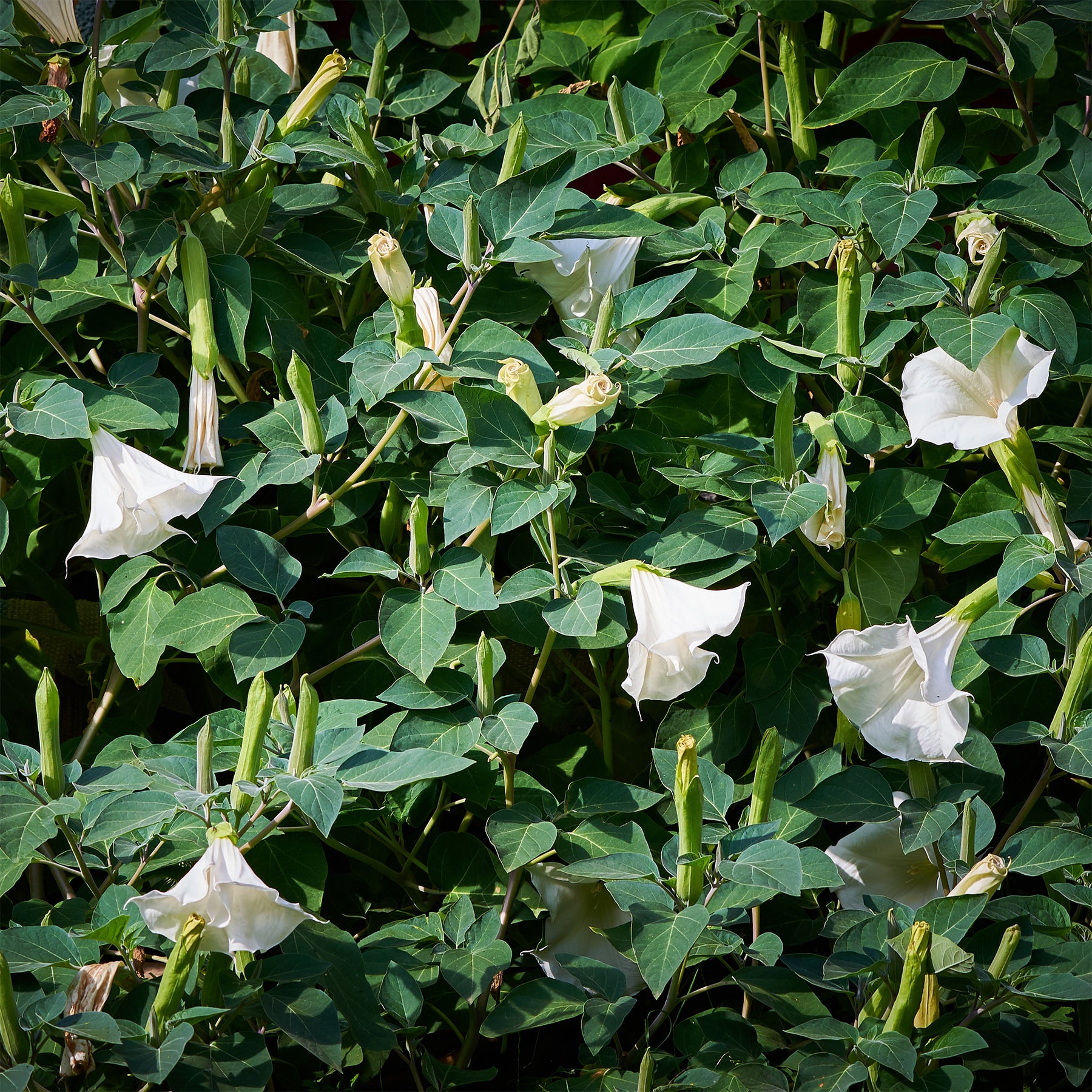 Vente Brugmansia blanc - Brugmansia arborea