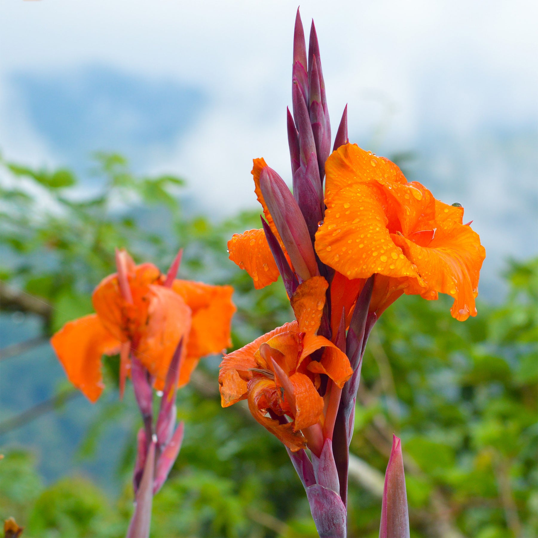 Canna Durban - Willemse