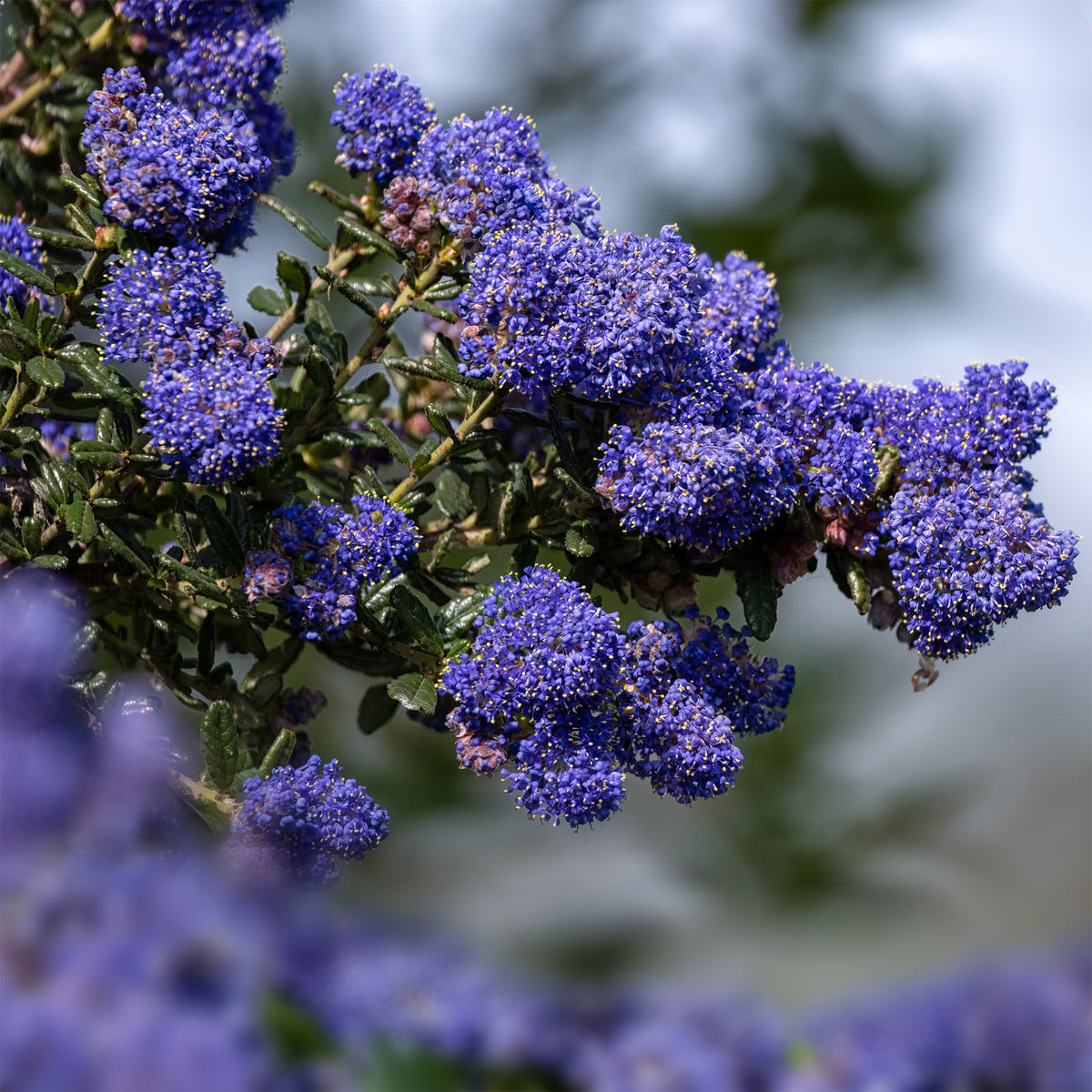 Céanothe Dark Star - Ceanothus impressus Dark Star - Willemse