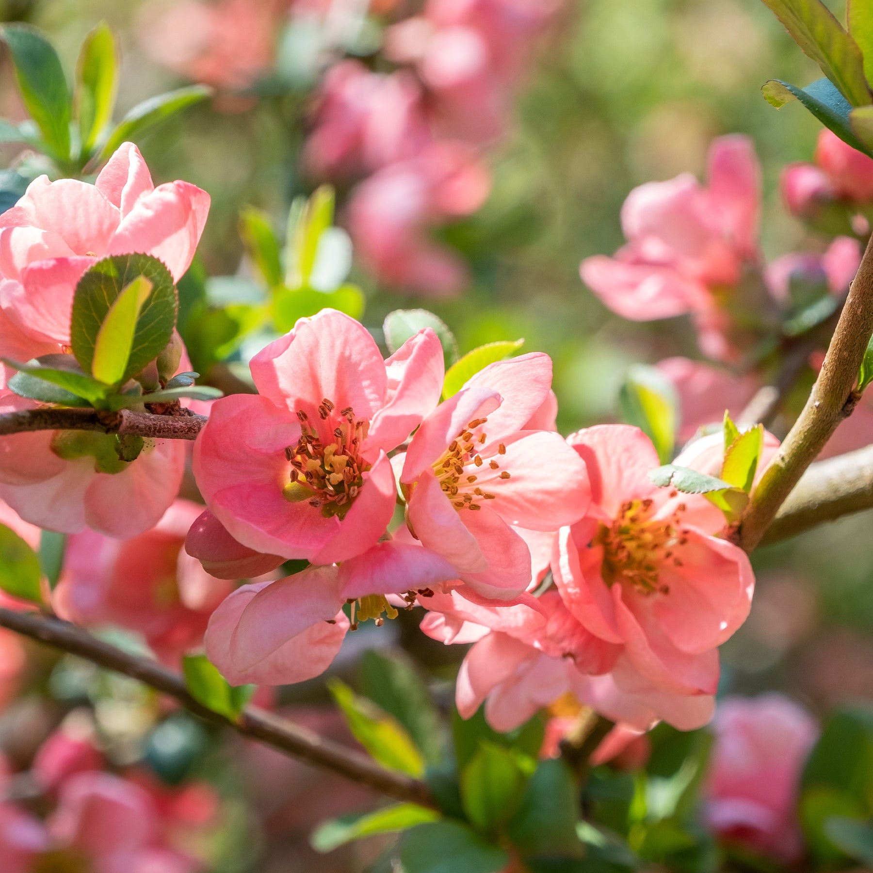 Chaenomeles x superba Pink Lady - Cognassier du Japon Pink Lady - Cognassier du Japon