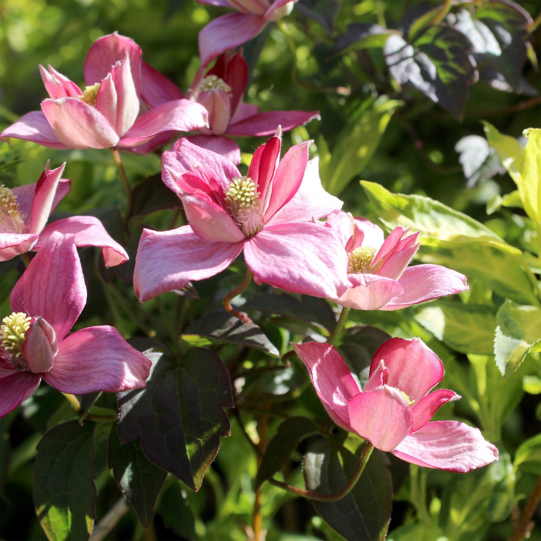 Clématites - Clématite Broughton Star - Clematis montana Broughton star