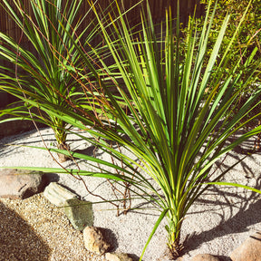 Cordyline australe - Willemse