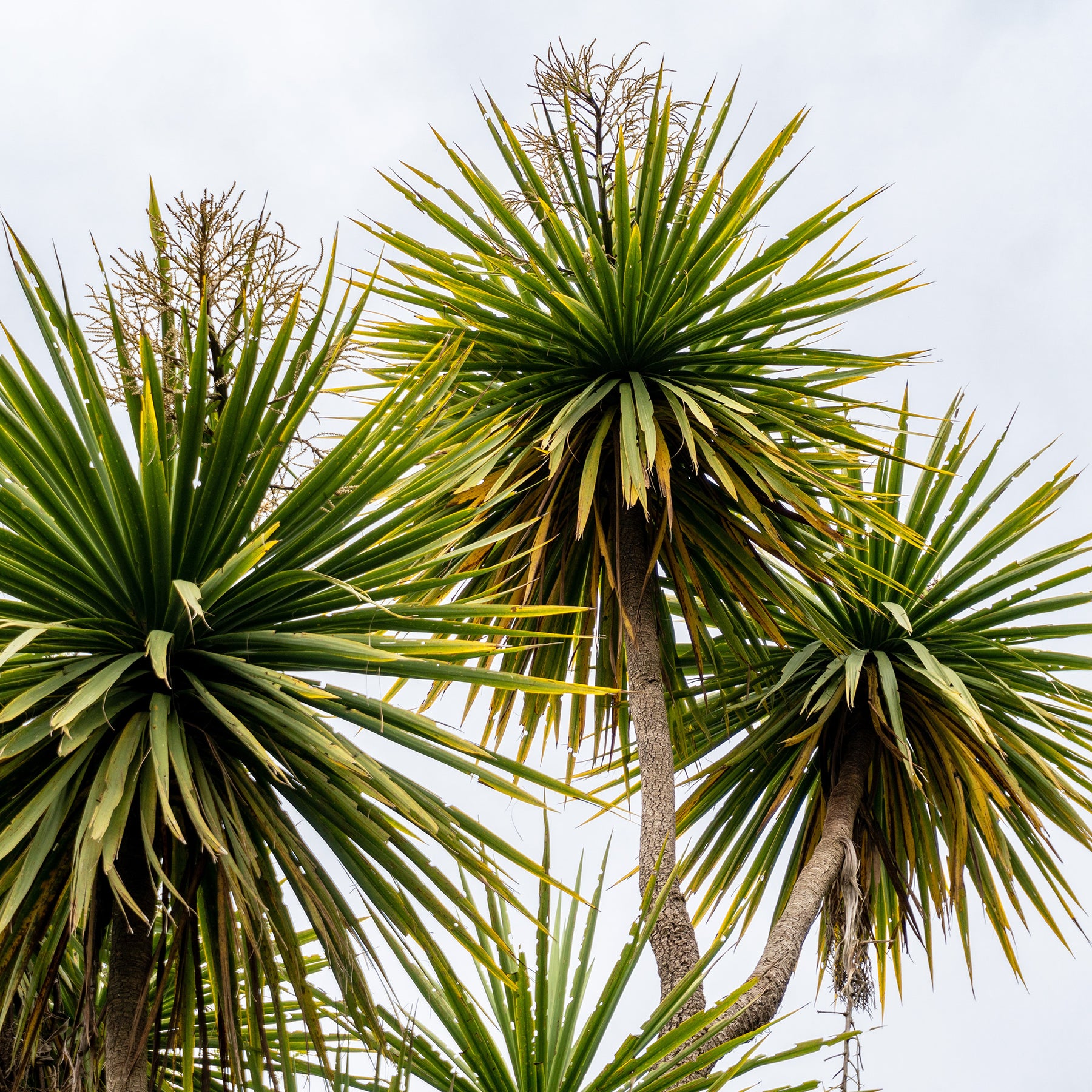 Cordyline australis - Cordyline australe - Plantes vivaces