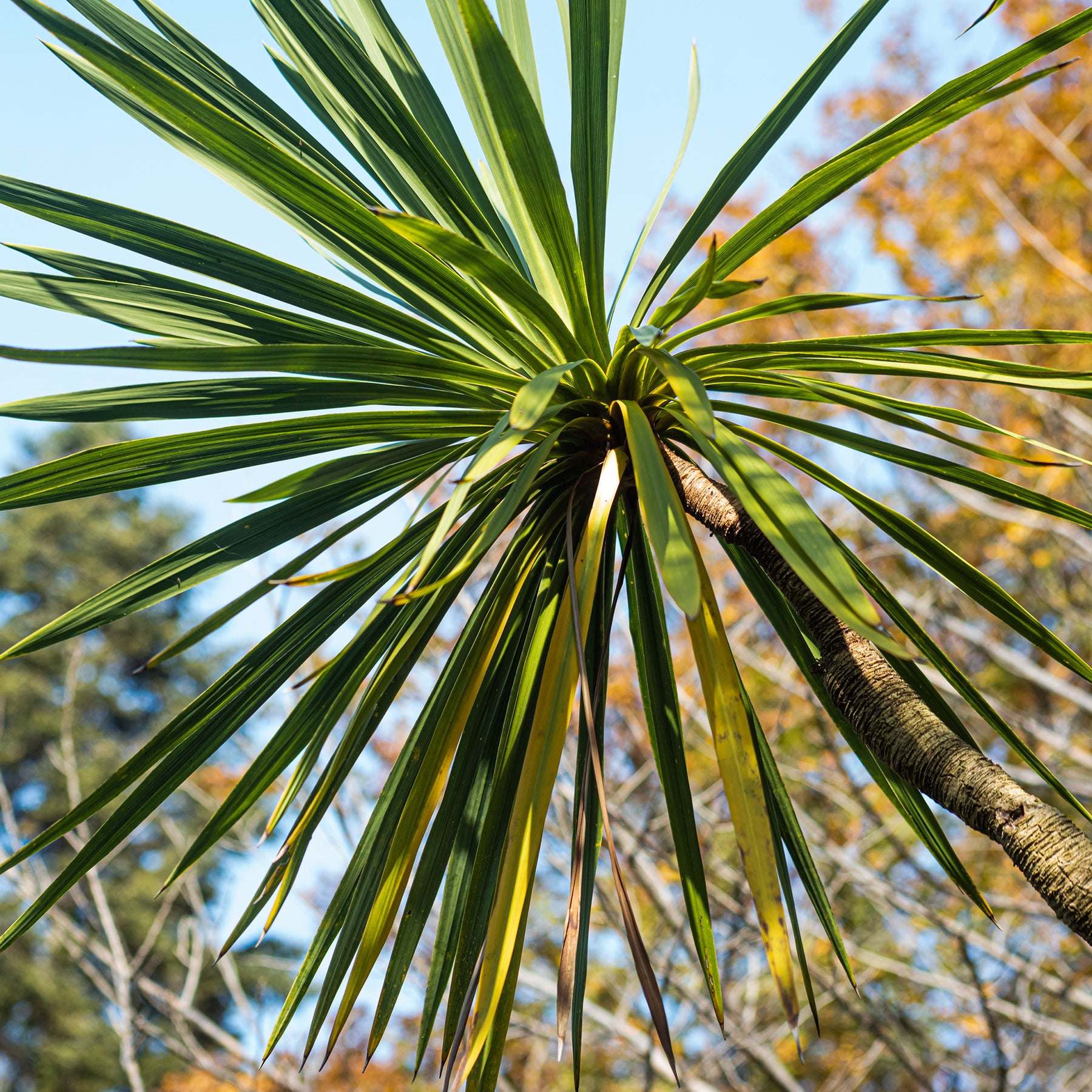 Cordyline australe - Cordyline australis - Willemse