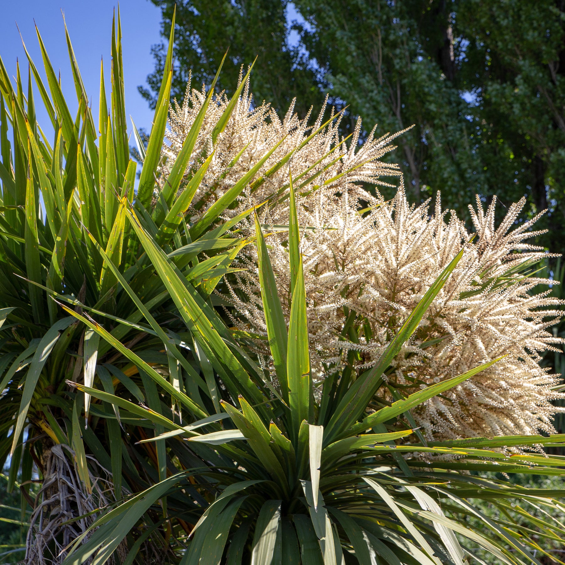 Plantes vivaces - Cordyline australe - Cordyline australis