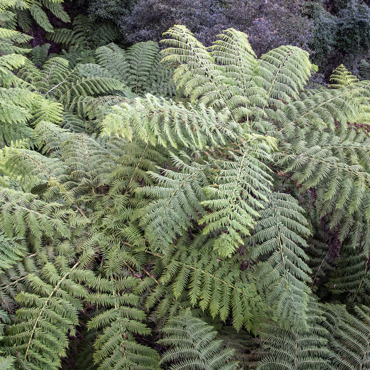 Fougère arborescente - Cyathea australis - Willemse