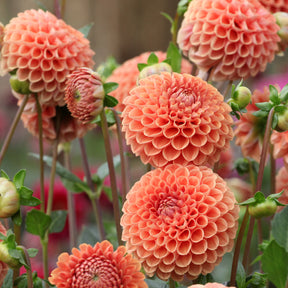 Dahlia ball Cornel Bronze - Dahlia Cornel Brons - Willemse