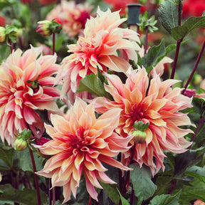 Dahlia décoratifs  Labyrinth - Willemse