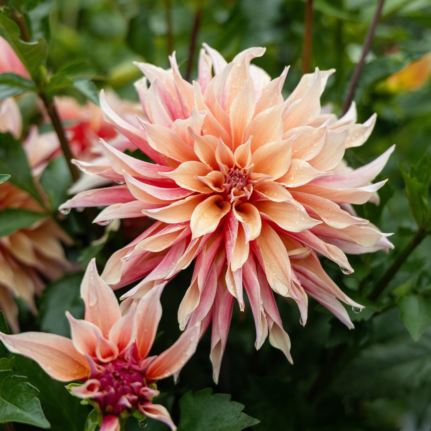 Dahlia décoratifs  Labyrinth - Dahlia Labyrinth - Willemse