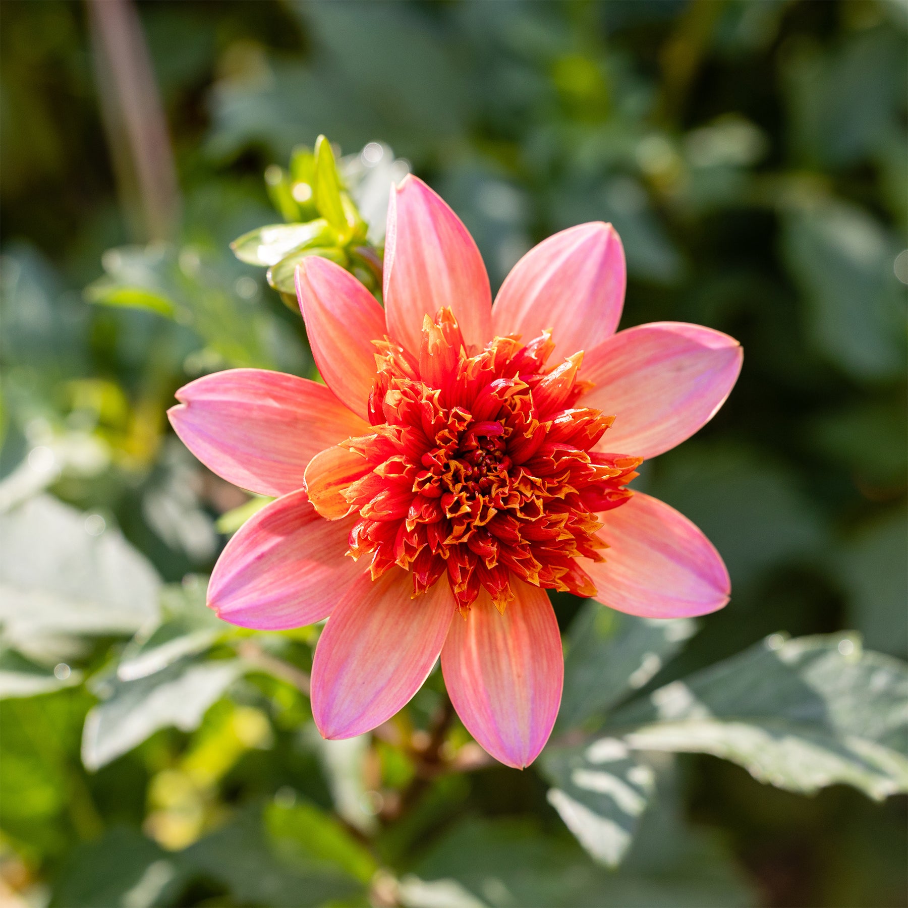 Dahlia Totally Tangerine - Dahlia anémone Totally Tangerine - Dahlia