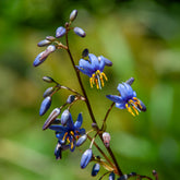 Dianella revoluta Little Rev ® - Willemse