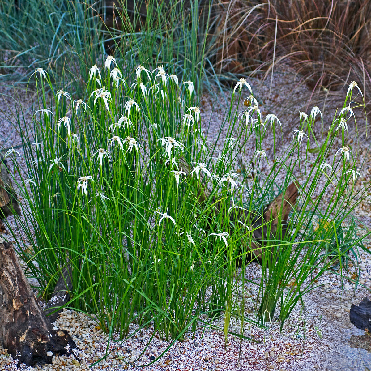 Herbe étoilée - Willemse