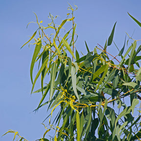 Eucalyptus citriodora - Eucalyptus citronné - Eucalyptus