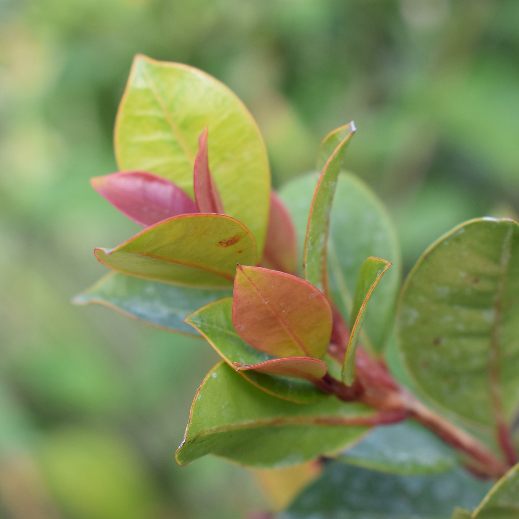 Myrte d'Australie Newport - Eugenia - Eugenia myrtifolia Newport - Willemse