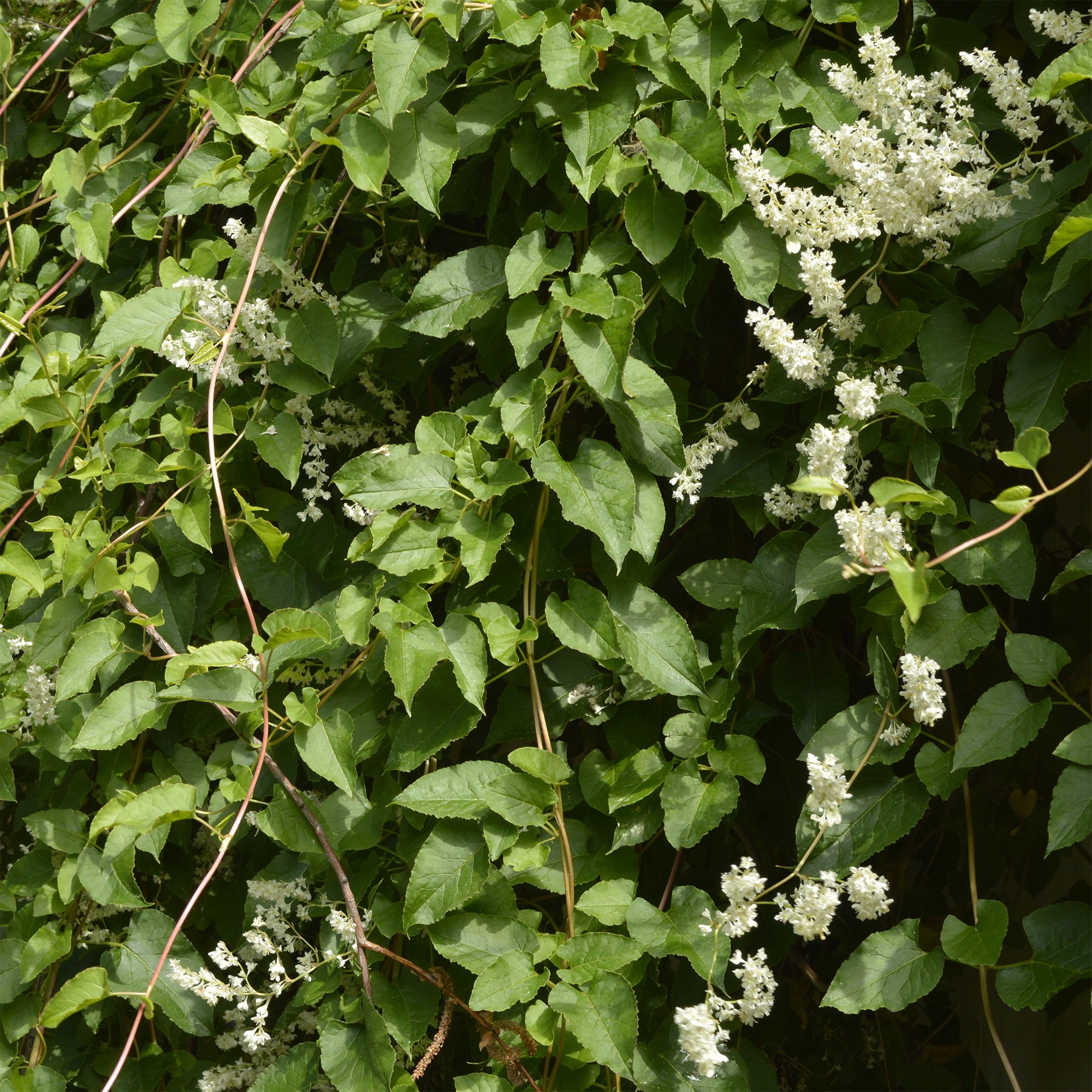 Renouée d'Aubert - Fallopia - Willemse