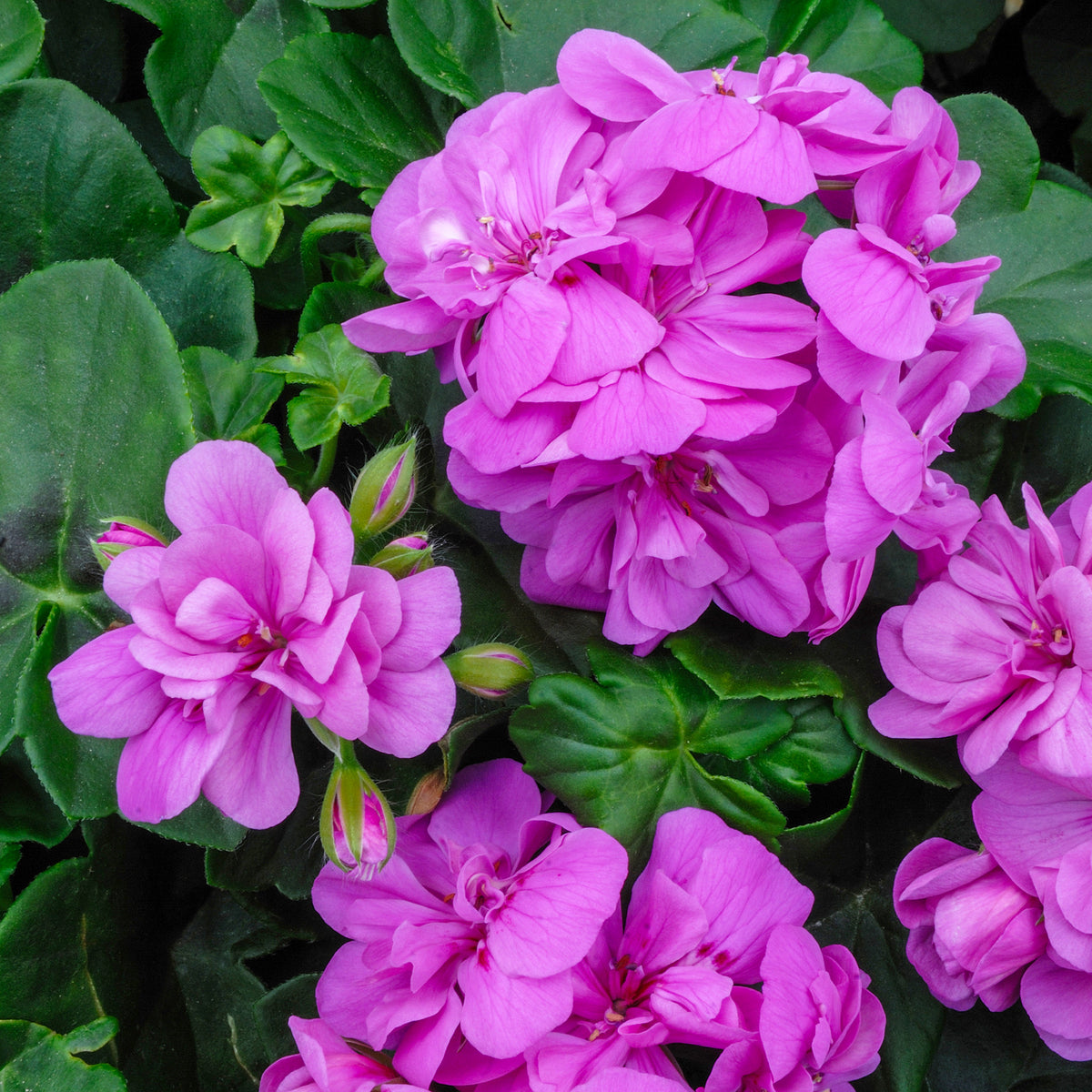 Géranium lierre double Lilas - Willemse