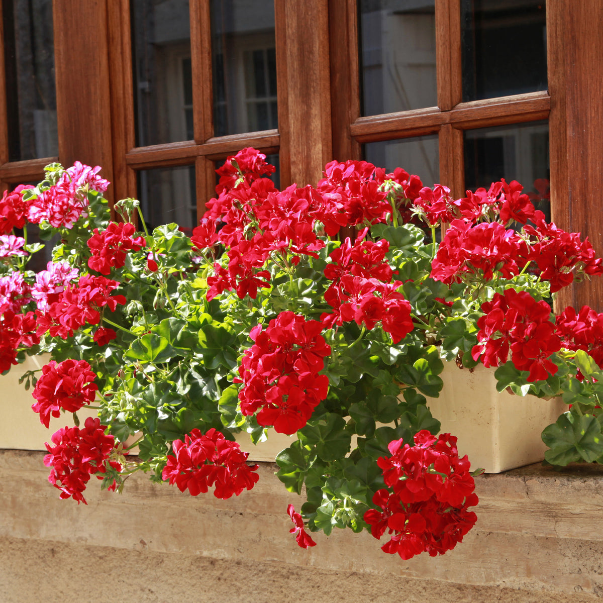 Géranium lierre double rouge - Willemse