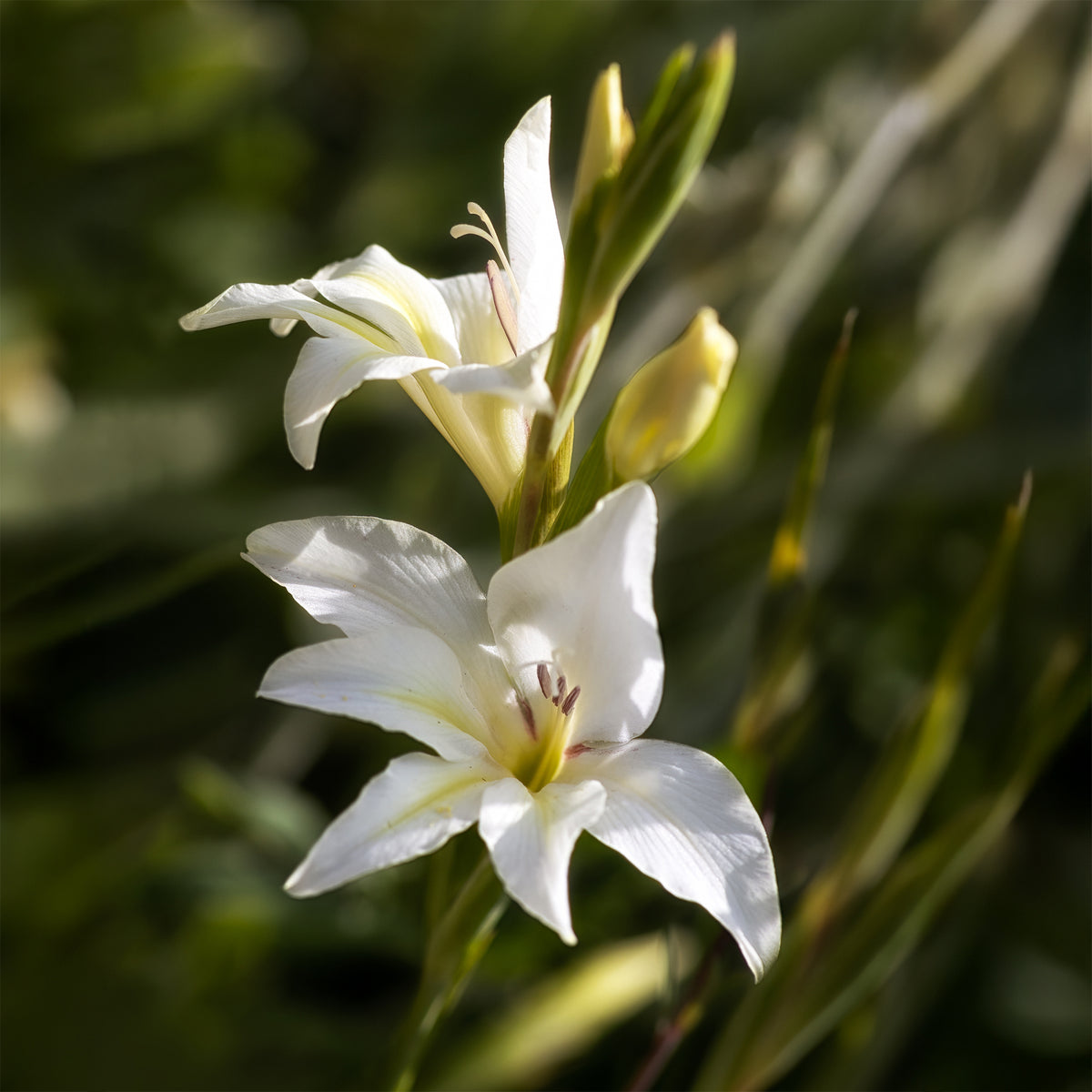 20 Glaïeuls nains The Bride - Gladiolus colvillei The Bride - Willemse