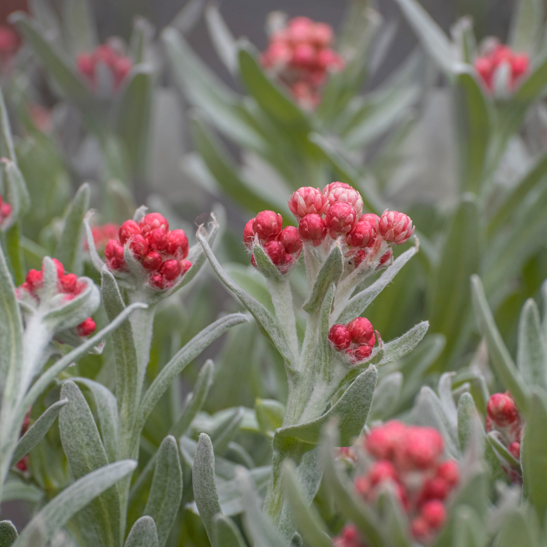 Immortelle de corse Runy Cluster - Helichrysum amorginum Ruby Cluster ® - Willemse