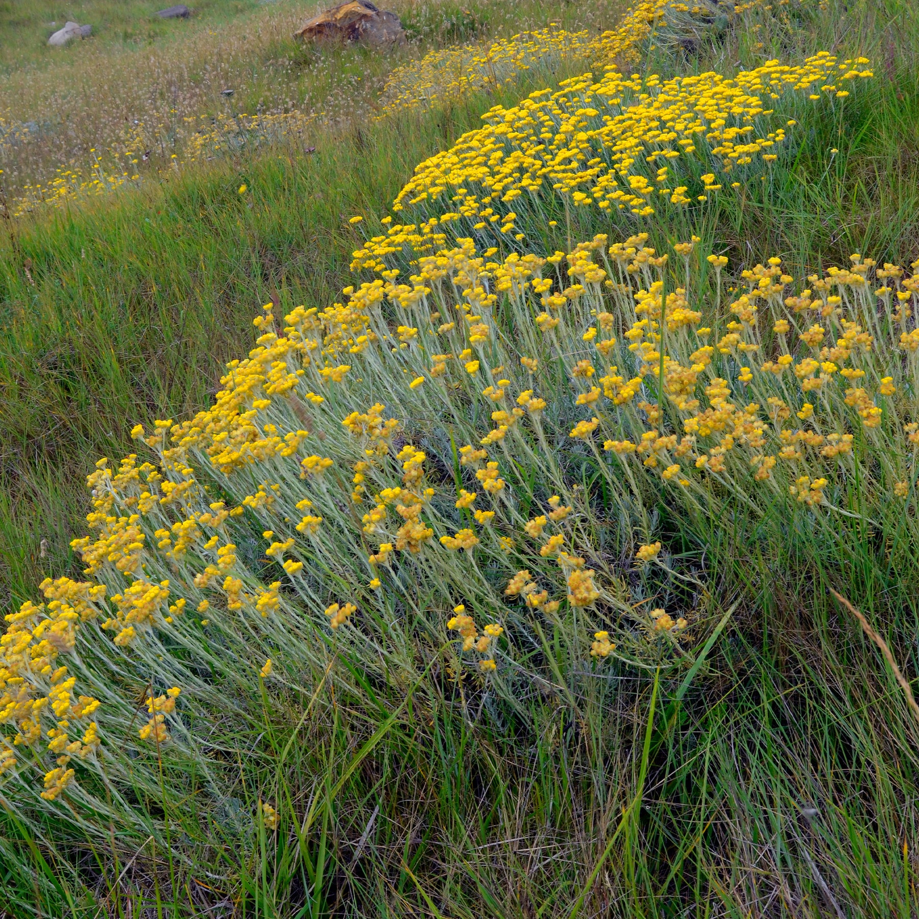 Herbe à curry - Immortelle des dunes - Willemse