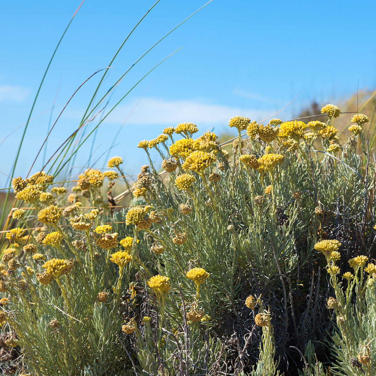 Herbe à curry - Immortelle des dunes - Helichrysum stoechas - Willemse