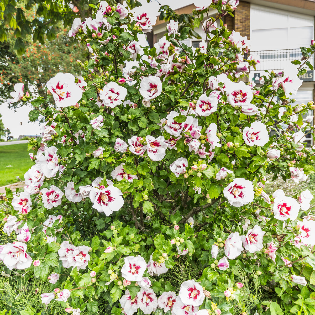 Hibiscus Hamabo - Hibiscus syriacus Hamabo - Willemse