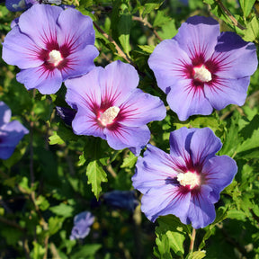 Hibiscus Oiseau Bleu - Willemse