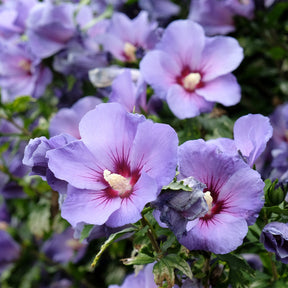 Hibiscus Oiseau Bleu - Hibiscus syriacus Oiseau bleu - Willemse