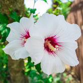 Hibiscus Red Heart - Willemse