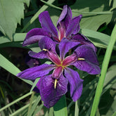 Iris de Louisiane Black Gamecock - Willemse