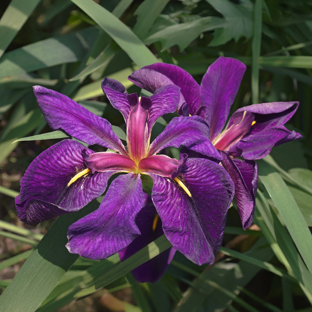 Iris de Louisiane Black Gamecock - Iris louisiana Black Gamecock - Willemse