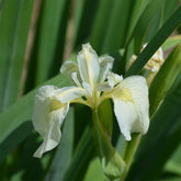 Iris des marais à fleurs blanches - Willemse