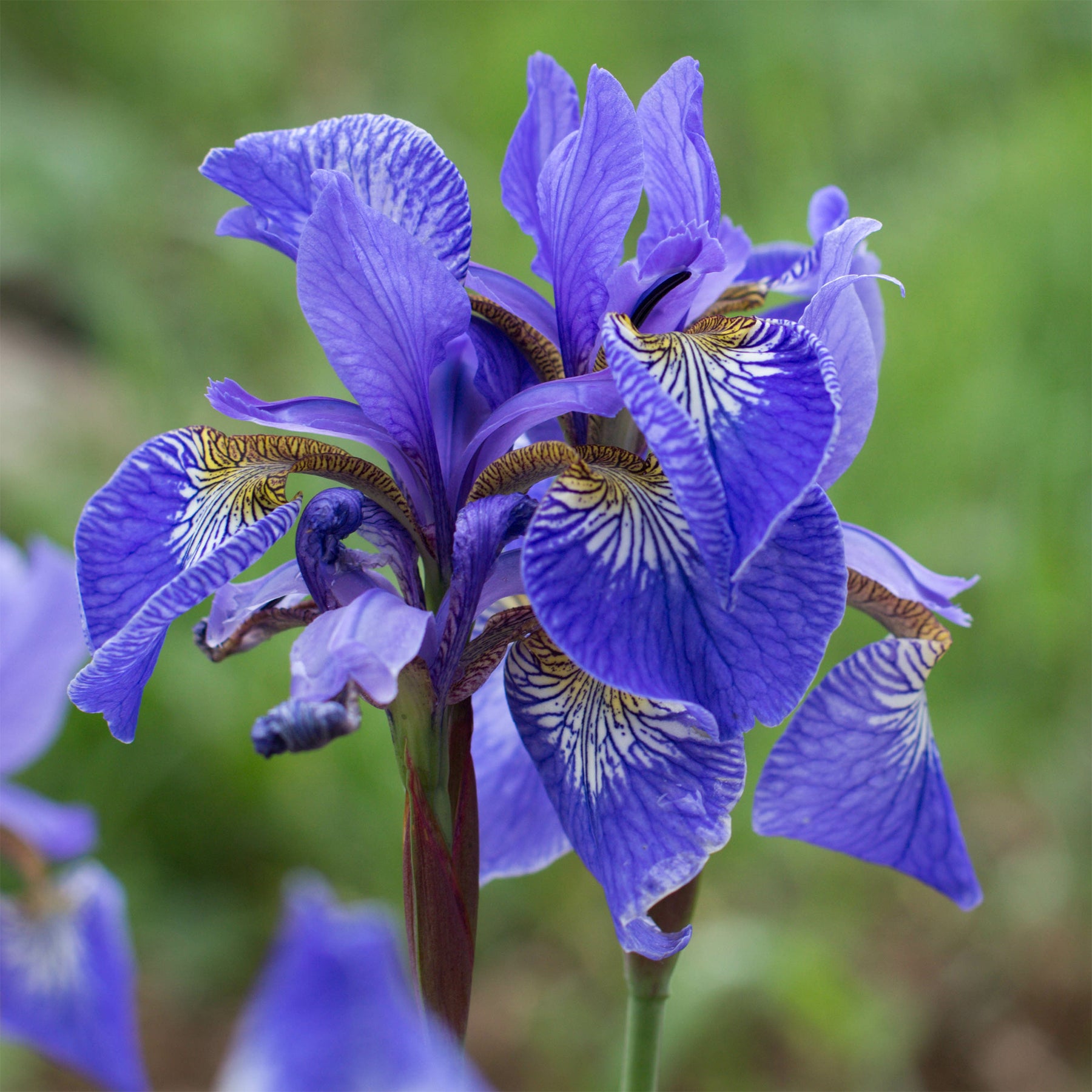 Iris des marais à fleurs bleues - Willemse