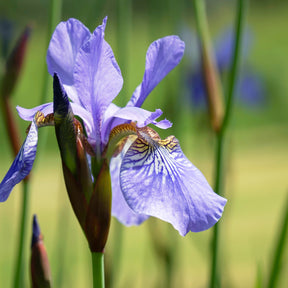 Iris de Sibérie Fran's Gold ® - Willemse