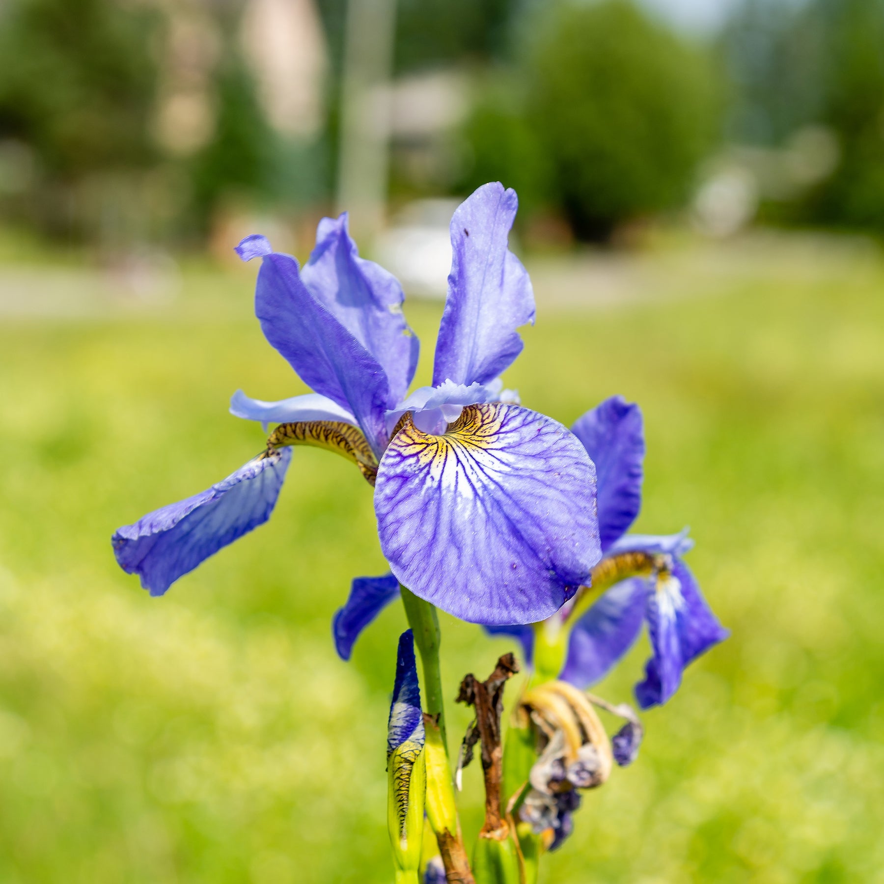 Iris siberica Fran's Gold ® - Iris de Sibérie Fran's Gold ® - Iris de Sibérie et du Japon