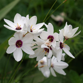 25 Lis des blés - Ixia Giant - Willemse