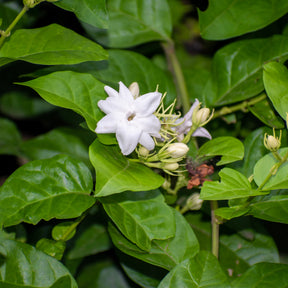 Jasmin d'Arabie - Jasminum sambac - Willemse