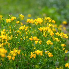 Lotus corniculatus - Lotier corniculé - Vivaces sauvages