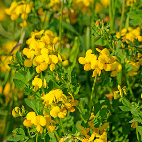 Lotier corniculé - Lotus corniculatus - Willemse