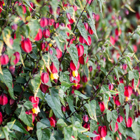 Abutilon megapotamicum - Lanterne chinoise - Arbustes à fleurs