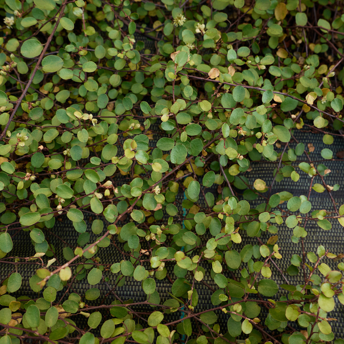 Muehlenbeckia complexa - Muehlenbeckia complexa - Willemse