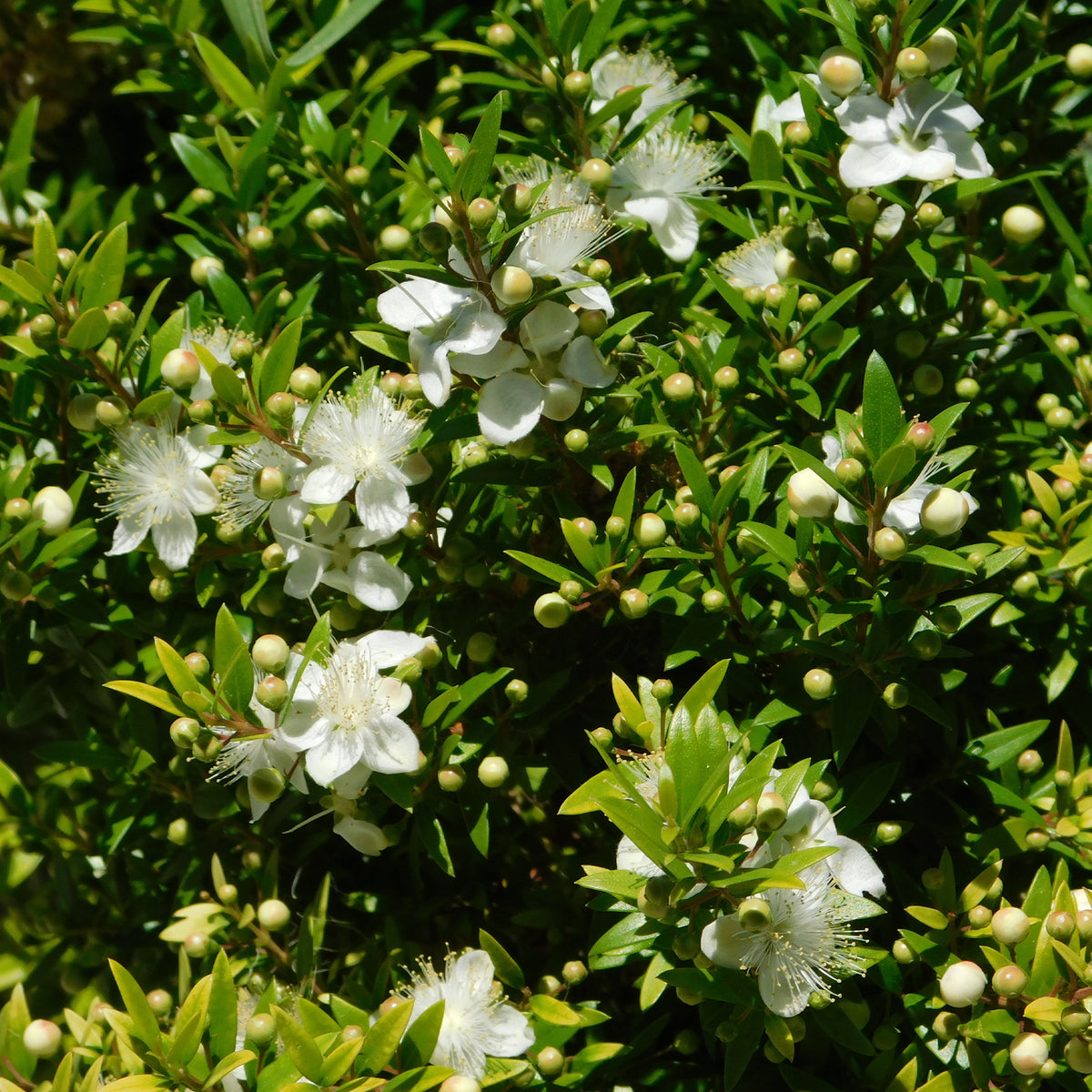 Myrte de Tarente - Willemse