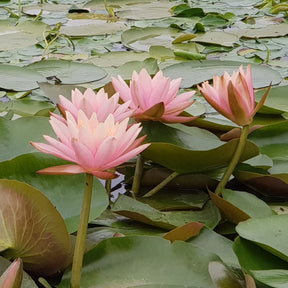 Nénuphar Colorado - Willemse