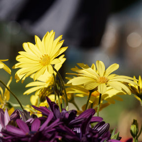 Osteospermum jaune - Marguerite du Cap jaune - Oestospermum - Marguerite du Cap - Osteospermum