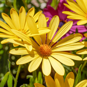 Marguerite du Cap jaune - Oestospermum - Osteospermum jaune - Willemse